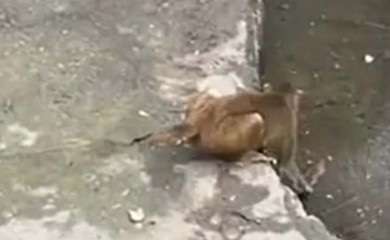 Pacov krao hranu majmunima, pa jedva izvukao živu glavu