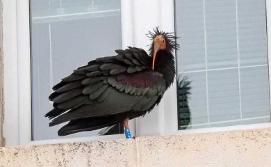 Jedna od najrjeđih ptica na svijetu pronađena mrtva u dolini Neretve