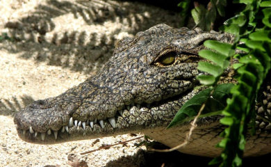 Aligator iz zoo vrta pronađen poslije 20 godina na privatnom imanju