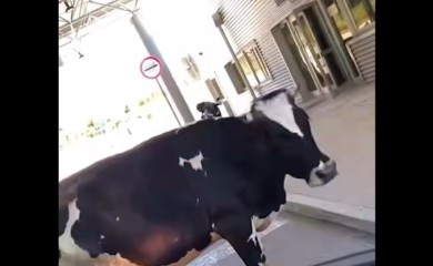 Krava stala na granicu i blokirala prolaz vozilima (VIDEO)