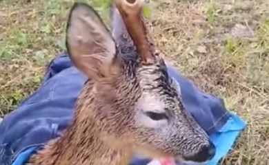 Vatrogasci spasili srndaća iz poplave, on im jeo iz ruke (VIDEO)