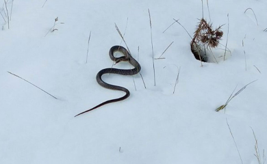 Vjerovali ili ne: U snijegu pronađena zmija (FOTO)