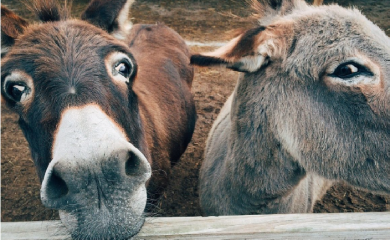 Lovački psi napali i povrijedili par magaraca na imanju