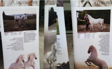 Bogata kultura i tradicija Srpske: Uzgoj lipicanera na listi UNESKA