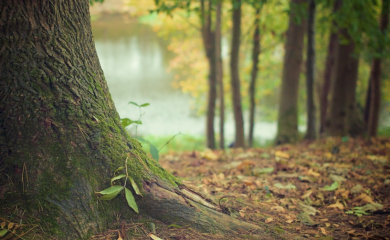 “Šume” u plusu 8,7 miliona KM