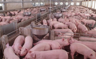 Nova žarišta afričke kuge u Srpskoj