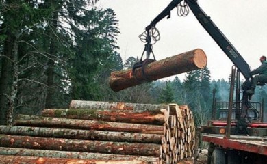 Osumnjičen za neovlaštenu prodaju drva vrijednih 244.000 KM