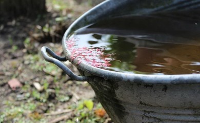 Srpski povratnici koriste kišnicu jer vode nemaju