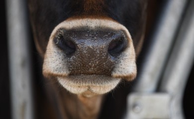 Dvojac optužen za krijumčarenje stoke