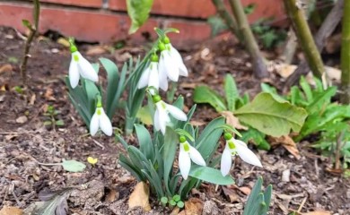 Banjaluka u januaru: Procvjetale visibabe