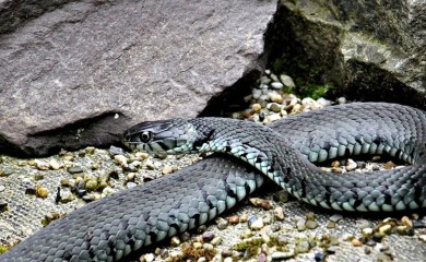Zabilježen prvi slučaj ugriza zmije ove godine u Srpskoj