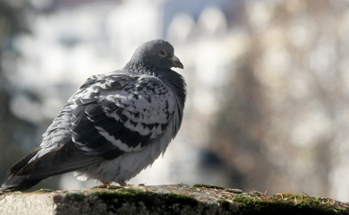 U popularnom restoranu lovili golubove na ulicama, te ih servirali kao PEČENU PATKU