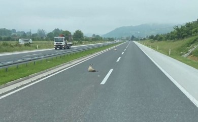 Ovce na autoputu, vozačima se savjetuje oprez