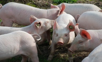 Eutanazirano 28.784 svinja: Afrička kuga potvrđena na 560 imanja u BiH