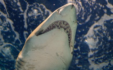 Tokom pecanja morski pas skočio na brod