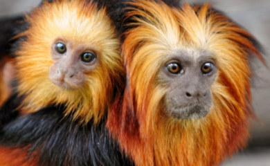 Ukrao majmune iz zoo vrta pa ih prevezao gradskim prevozom