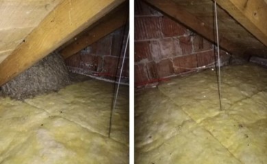 Na tavanu otkrio veliko gnijezdo, korisnici Reddita mu poručili: "Pali kuću i bježi"