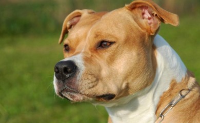 Novi detalji: Staford odgrizao dio noge Banjalučanki, životinja mora na veterinarski pregled