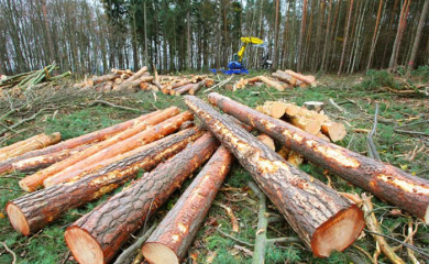 Opada krađa šume u Srpskoj