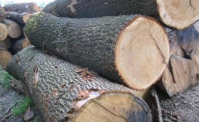 Prijedorčanin ilegalno prodao pilanske trupce u vrijednosti više od 200.000 KM