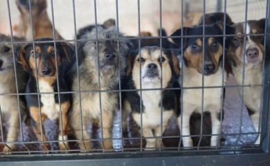 Održan još jedan Dan otvorenih vrata u azilu na Manjači