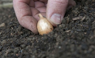 Druga polovina oktobra idealna za sadnju crvenog luka
