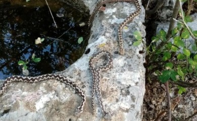 Nije znao šta ga je snašlo! Lovac uletio u hrpu zmija otrovnica