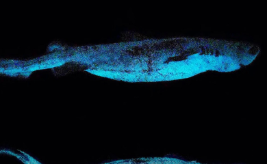 Pronađen morski pas koji svijetli u mraku