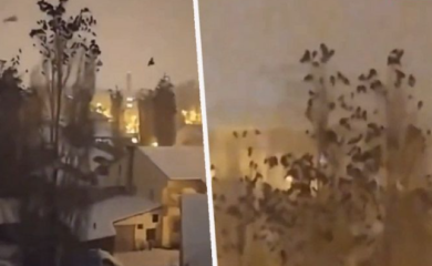Čudno ponašanje ptica prije potresa u Turskoj zapalio društvene mreže: Mogu li životinje predvidjeti zemljotres? (VIDEO)