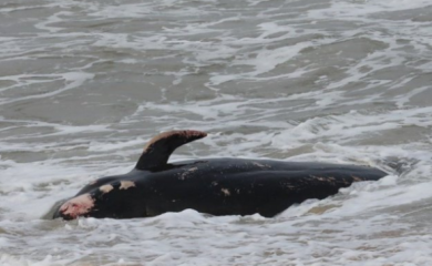 Kiparske vlasti pokrenule istragu: Voda izbacila 7 mrtvih kitova na obalu