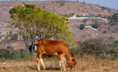 Musliman nosio goveđe meso, ubila ga rulja hinduista