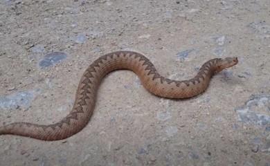 Detalji ugriza zmije u Kneževu: Tinejdžer stao na poskoka?