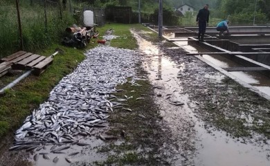 Zbog nevremena u Šipovu uginulo pet tona ribe (FOTO)
