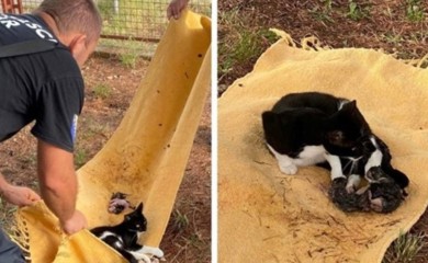 Vatrogasci s drveta spasili mačku koja se kotila
