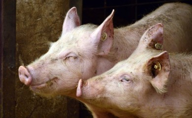 U Srpskoj na snazi nove mjere u vezi sa afričkom kugom svinja
