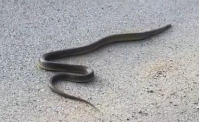 SARAJEVO: Pojava zmija u naseljima Koševo i Ciglane