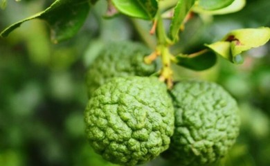 Biljka za koju malo ko zna, a eliksir je zdravlja