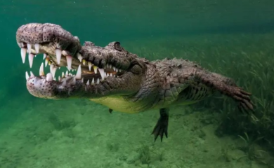 Roditelji u šoku: Krokodil uhvatio dječaka za noge i odvukao ga