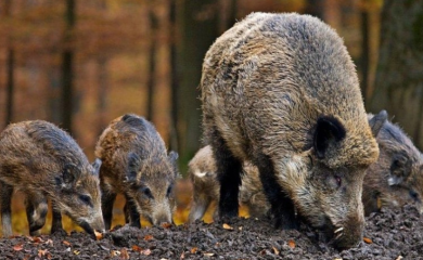 CRIKVENICA: Ulicama grada prošetala porodica veprova VIDEO