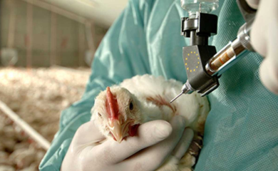 Ptičiji grip na farmi kod Zagreba