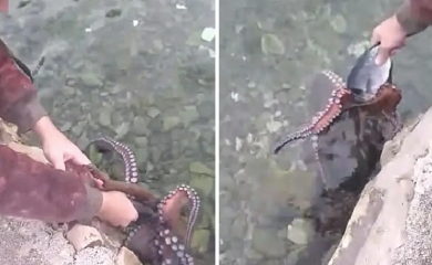 Dalmatincu hobotnice jedu iz ruke a on im tepa: Dođi, malena, dođi (VIDEO)