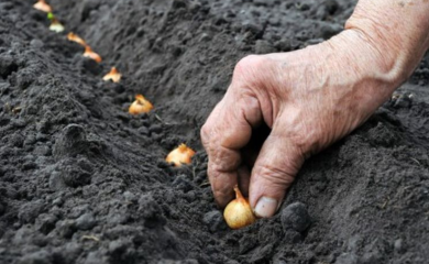 Šta se sadi i šta se radi u martu