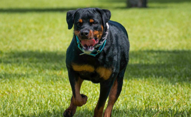Tri bijesna psa napala dječaka: Policija ga našla mrtvog u dvorištu kuće