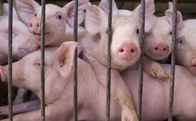 Paprena praznična trpeza: Preprodavci dižu cijenu prasića do 15 KM po kilogramu