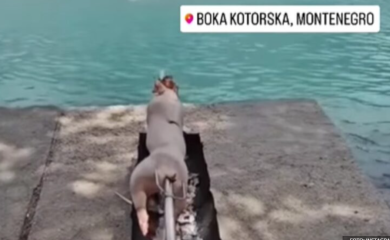 Snimak iz Boke Kotorske nasmijao mnoge: “Lagani ljetni obrok..” VIDEO