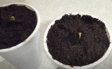 Na području Modriče pronađeno 109 sjemenki indijske konoplje