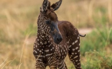 Zebra u Keniji privukla pažnju zbog neobičnog krzna