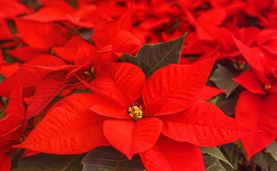 Kako održavati cvijet božićnu zvijezdu, koja je ukras u kućama za praznike