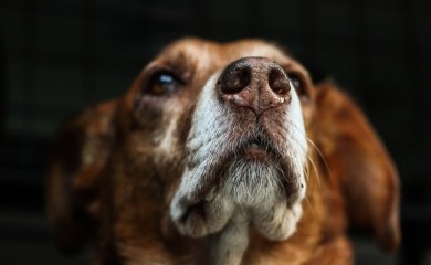 Bizarno: Oteo psa pa ga silovao