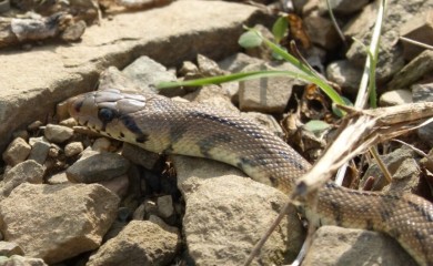 Pored puta pronađeno 27 mrtvih zmija, jedna veličine odrasle žirafe